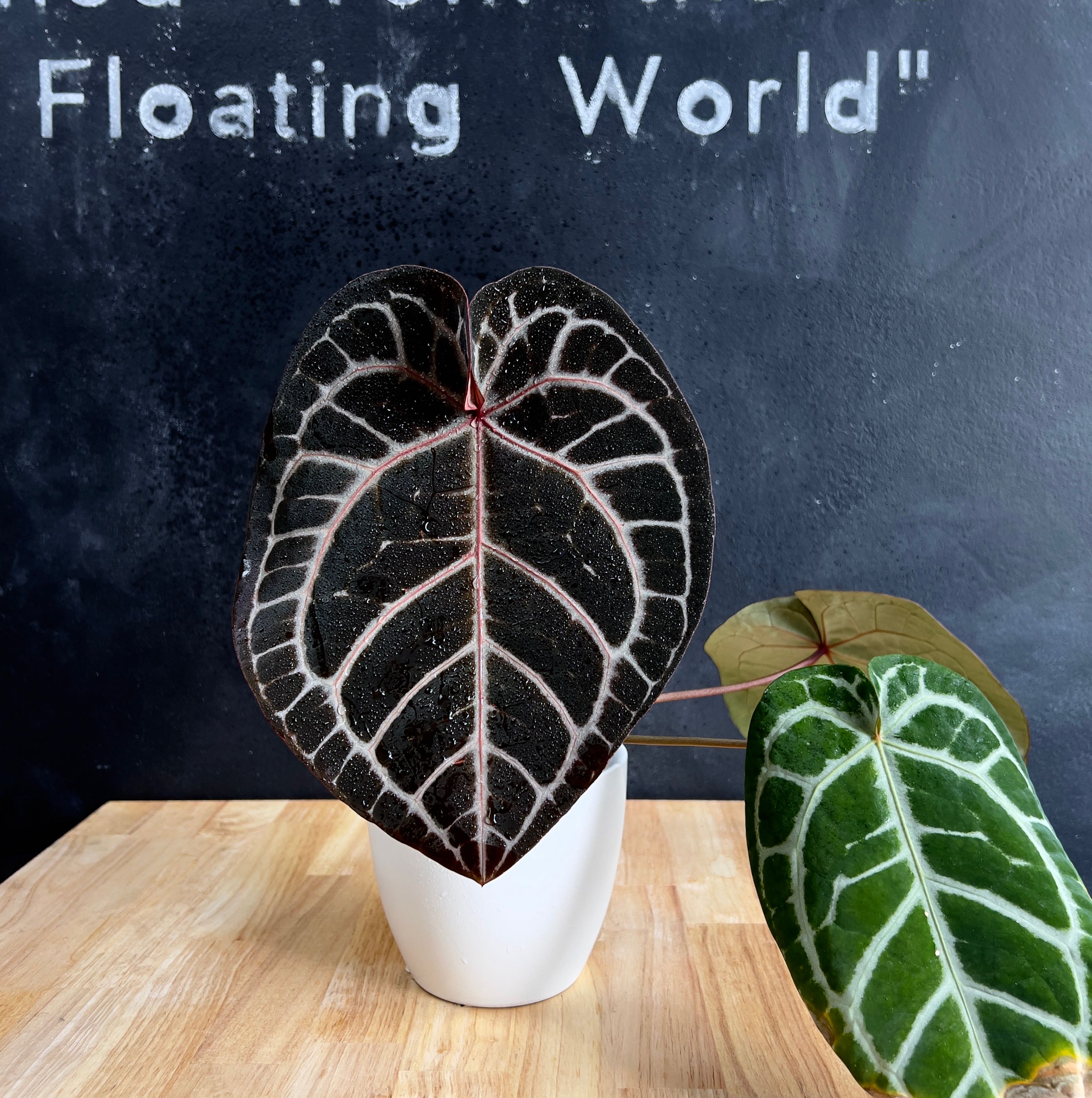 Photo of the plant species Anthurium magnificum x 'Doc Block F2' by @Blackboxjungle named Anakin on Greg, the plant care app