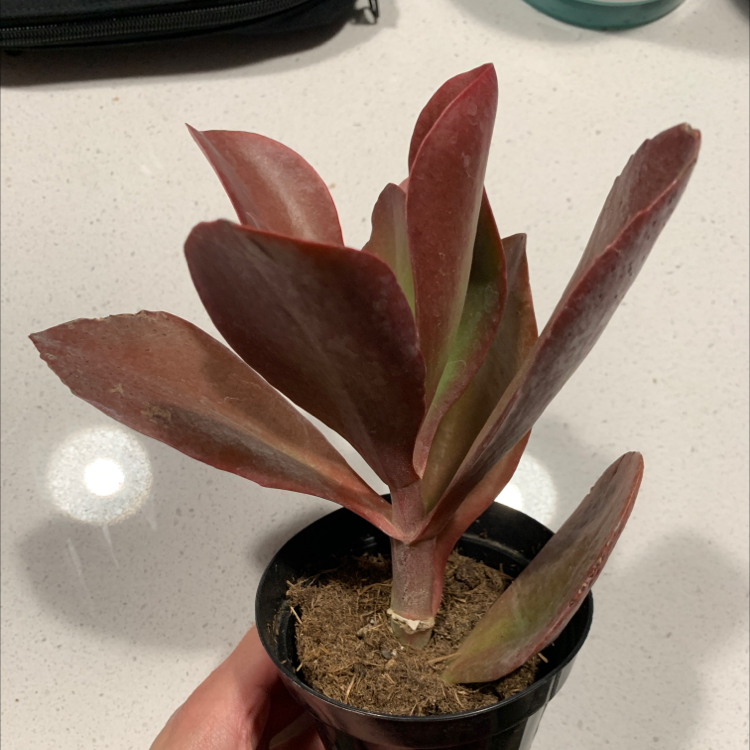 Kalanchoe 'Dragonfire' plant in a black pot with reddish succulent leaves.