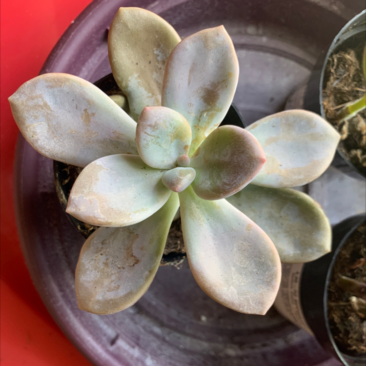 Graptopetalum 'Murasaki' succulent with some leaf discoloration and browning, potted with visible soil.