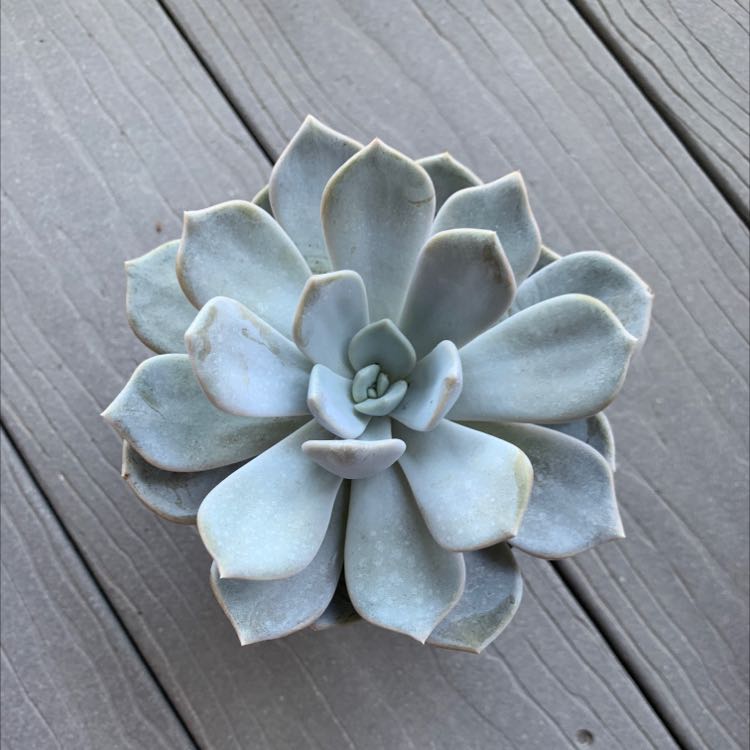 Ghost Echeveria succulent with pale bluish-gray leaves in a rosette pattern, slight browning on leaf tips.