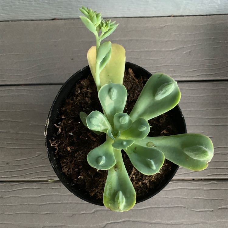 Raindrops Echeveria plant in a pot with visible yellowing on one leaf.