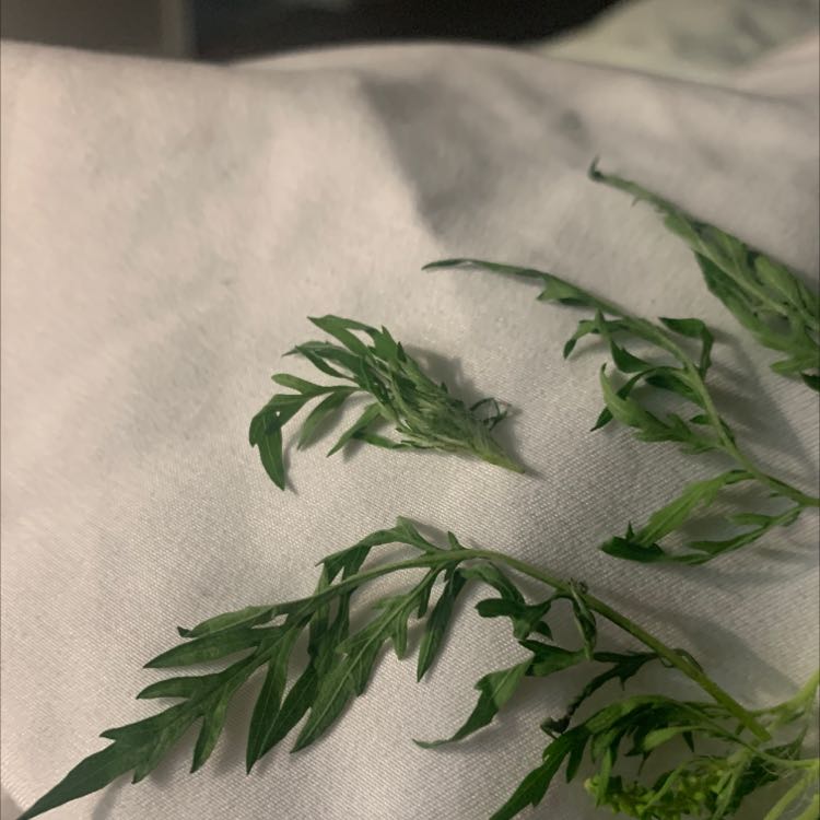 Close-up of Annual Ragweed leaves on a white fabric background.