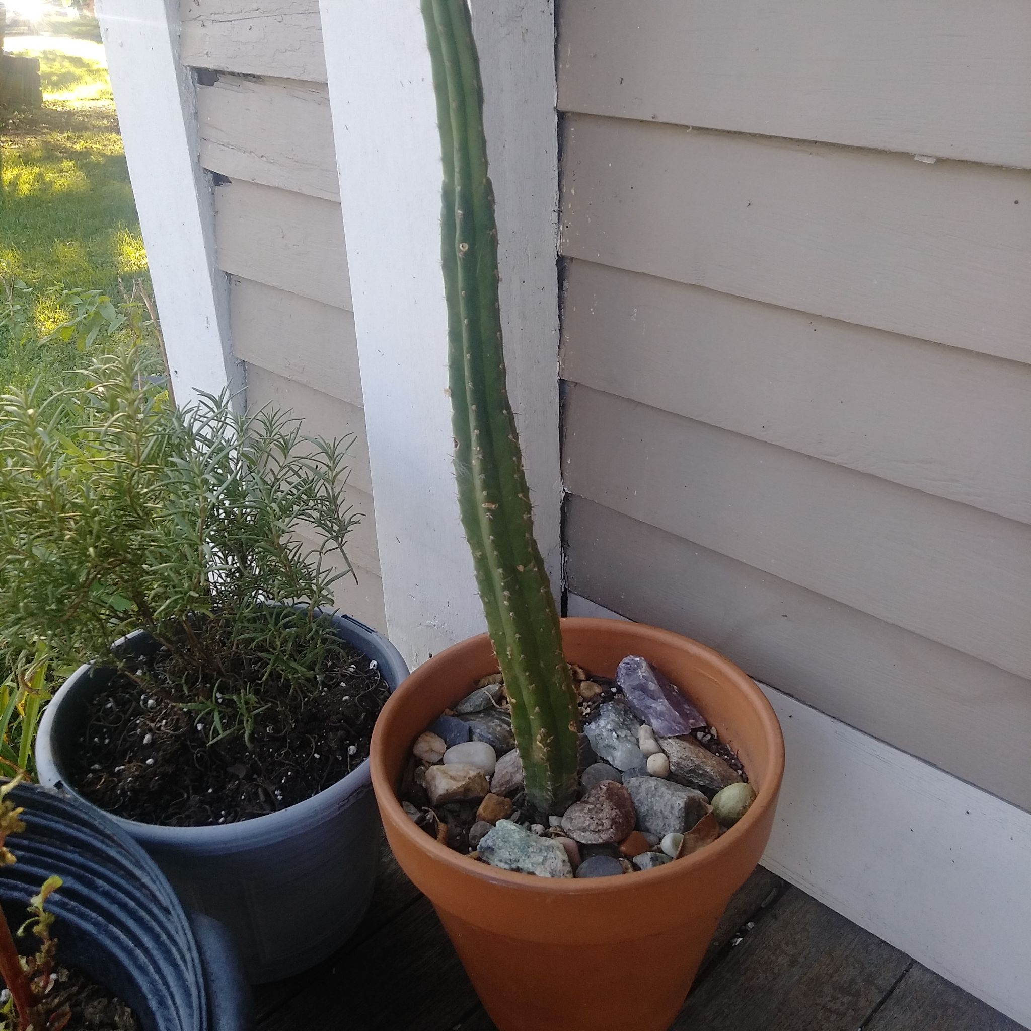 San Pedro Cactus in a terracotta pot on a wooden deck with other potted plants.