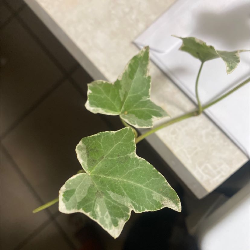 Close-up of an English Ivy 'Goldchild' plant with variegated leaves.