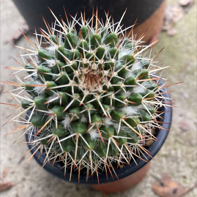 Photo of the plant species Mexican Pincushion by @SwellRoyalfern named Cacty on Greg, the plant care app