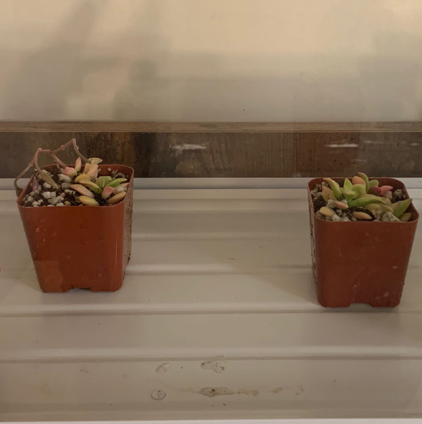 Photo of the plant species Anacampseros telephiastrum 'Burgundy' by @SecureSkyplant named The Twins on Greg, the plant care app