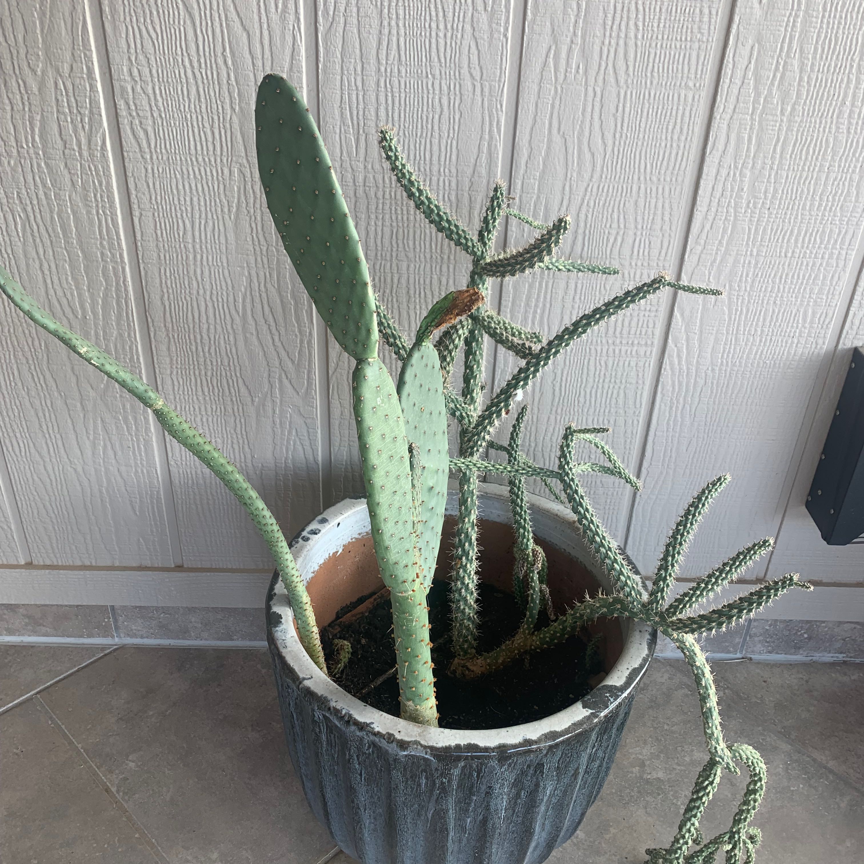 Photo of the plant species Cow's tongue prickly pear by @DesertRainey named OUTDOOR Coco on Greg, the plant care app