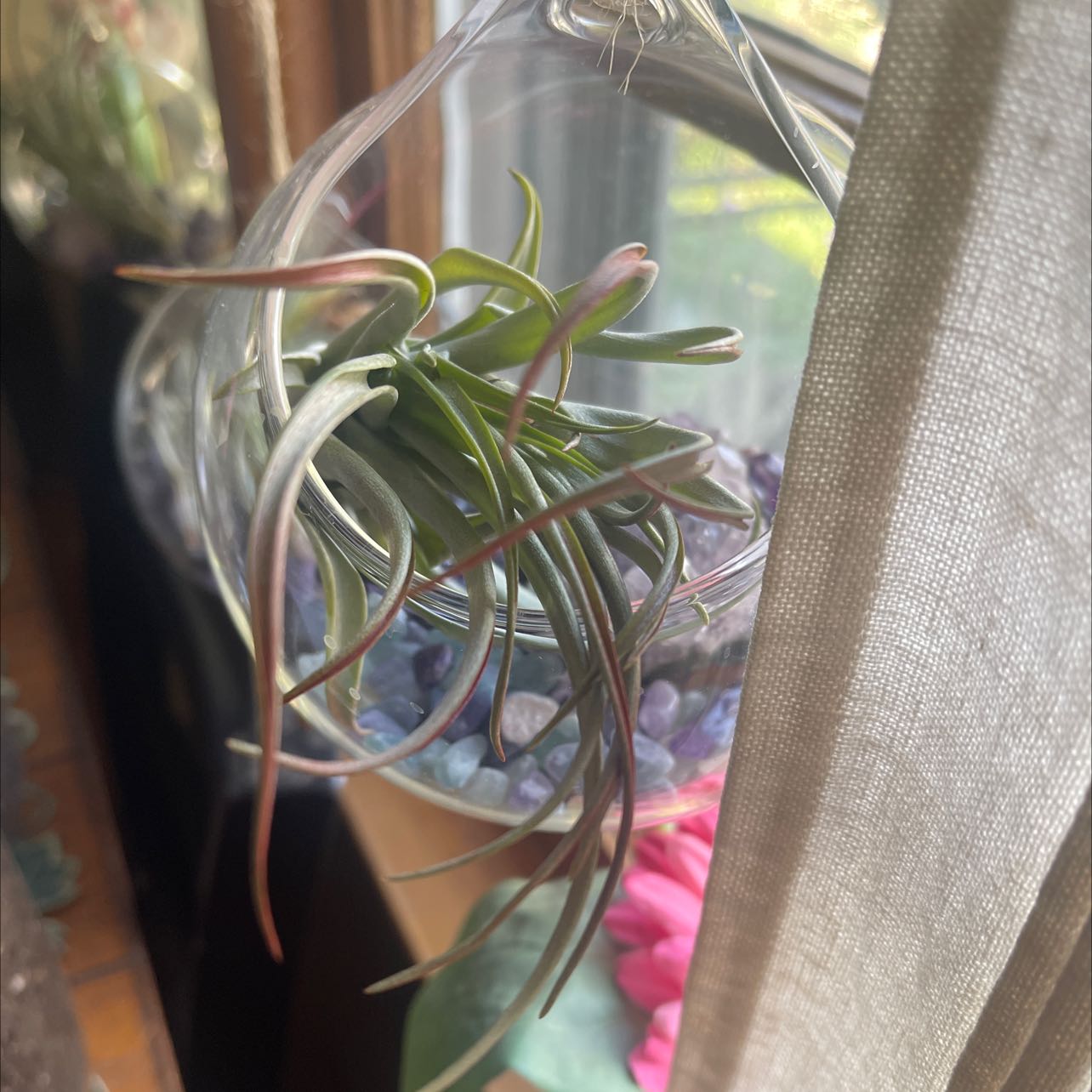 Tillandsia velutina plant in a glass terrarium hanging by a window.