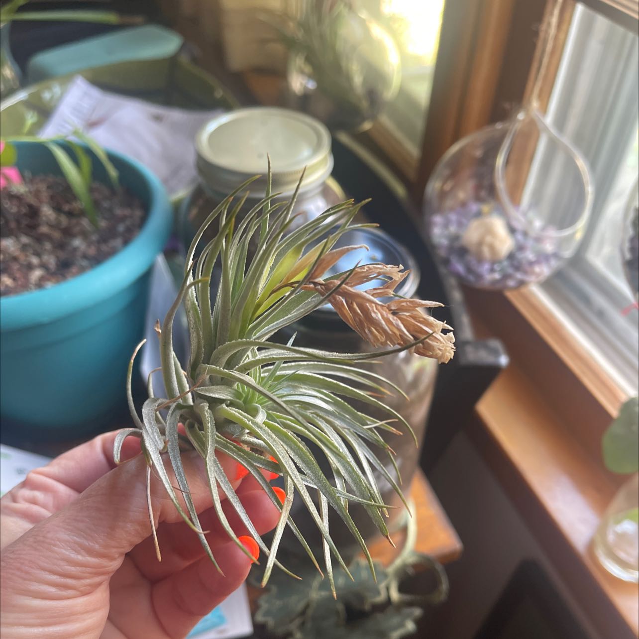 A Giant Airplant being held by a hand, with some browning on one leaf.
