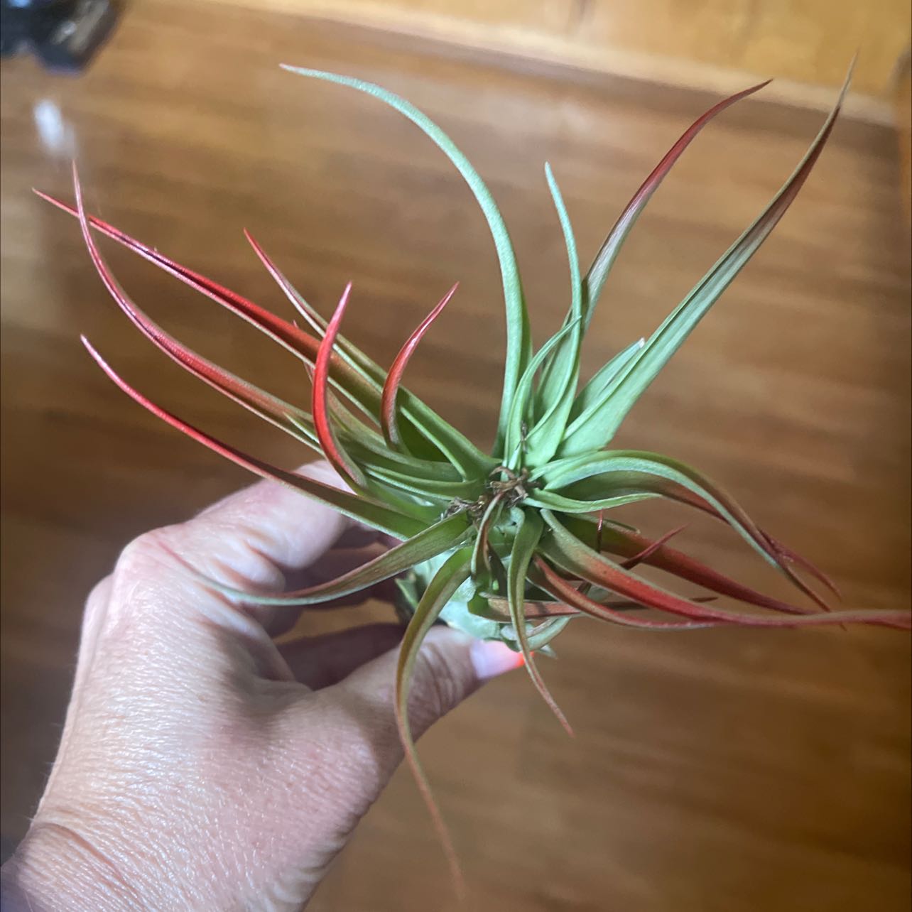 Tillandsia velutina plant held by a hand, showing vibrant green and red leaves.