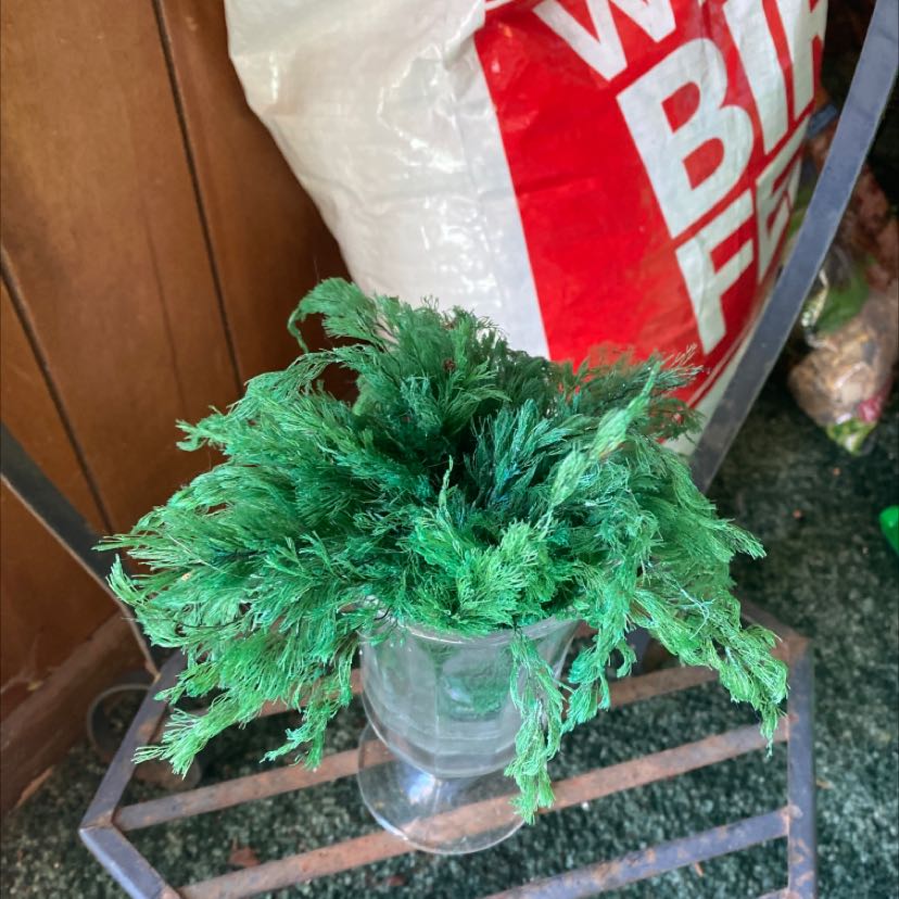 Plant care for Ceratophyllum demersum var. quadrispinum on Greg, the plant care app