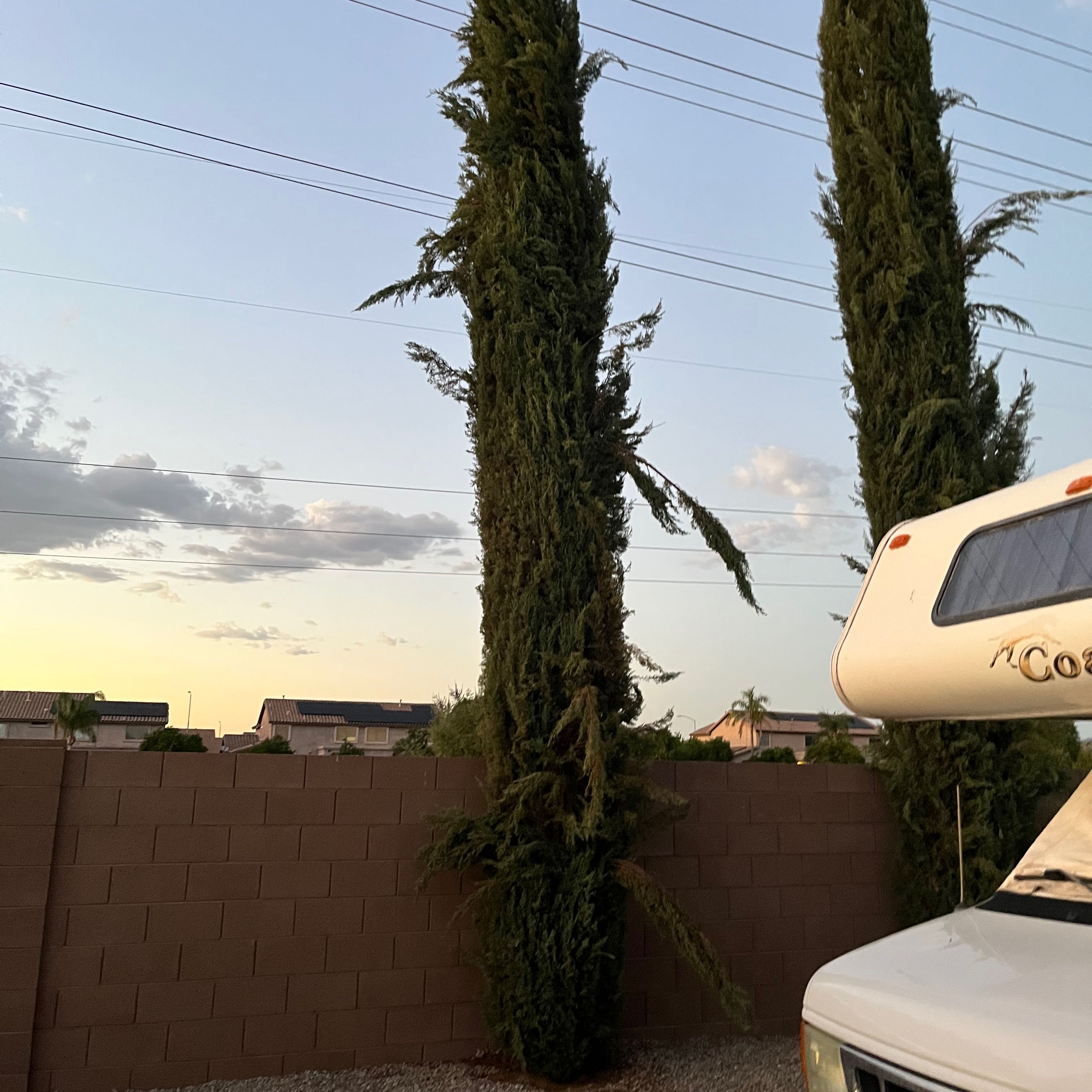 Two tall Mediterranean Cypress trees with dense, dark green foliage.