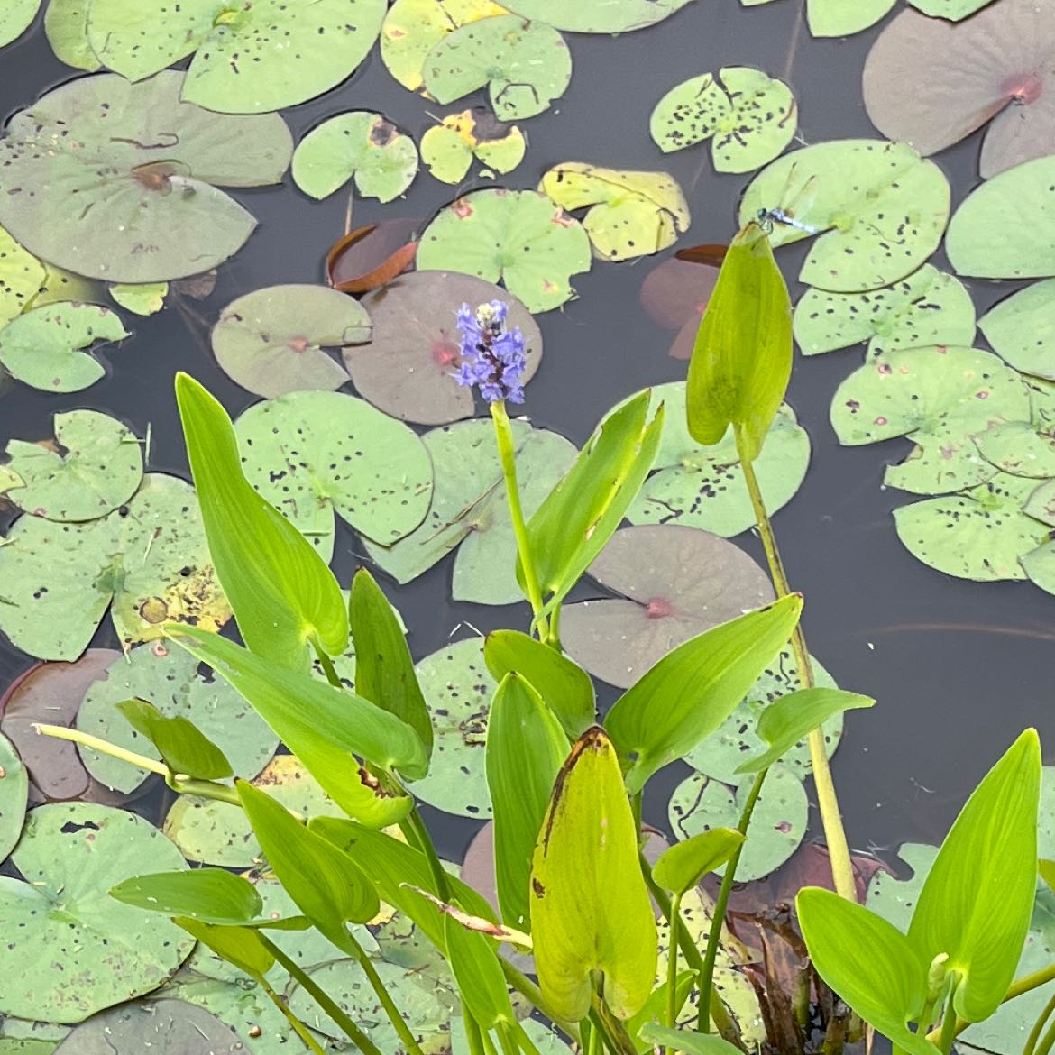 Plant care for Floating Water Hyacinth on Greg, the plant care app