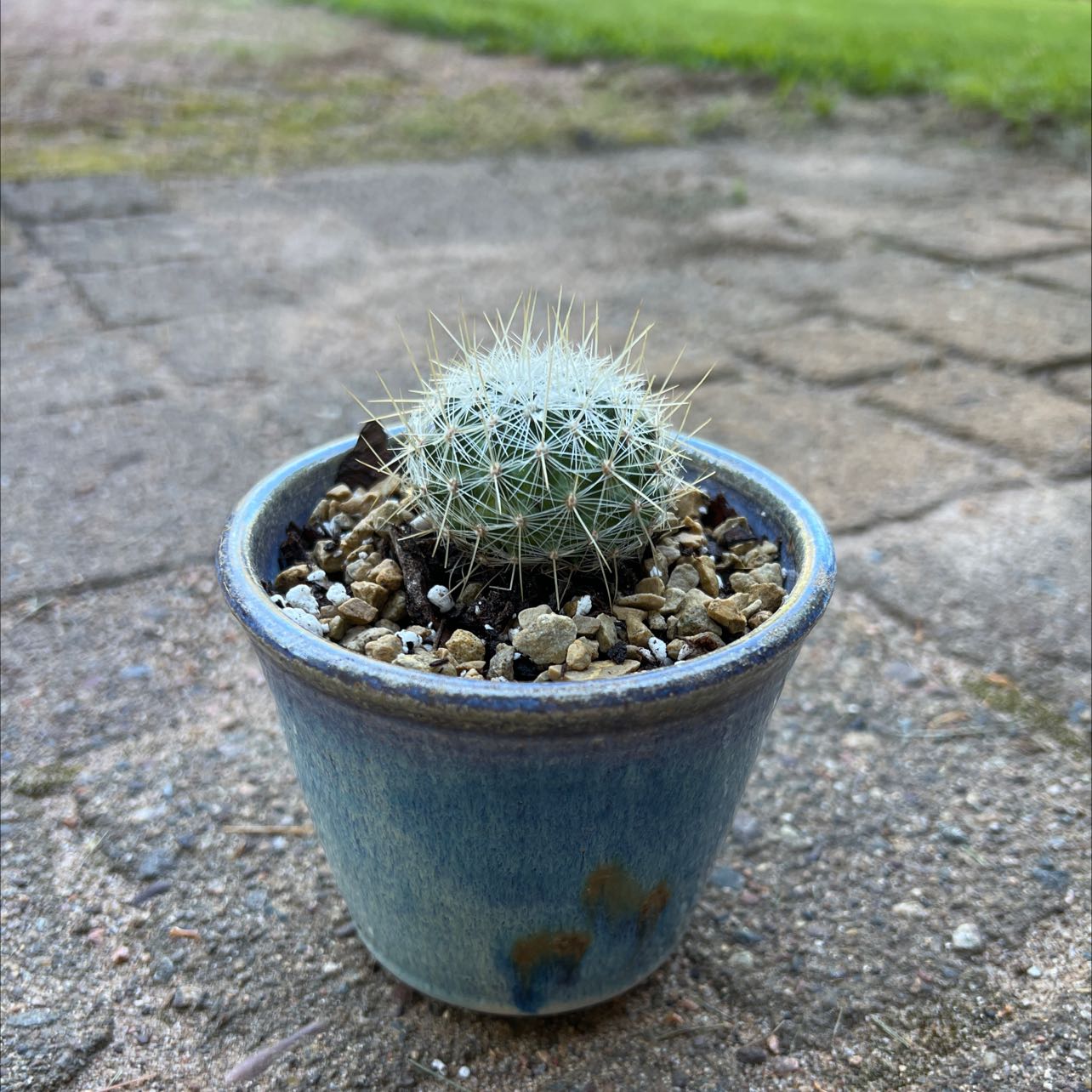 Photo of the plant species Thelocactus macdowellii by @AmazingTobacco named Sancho on Greg, the plant care app