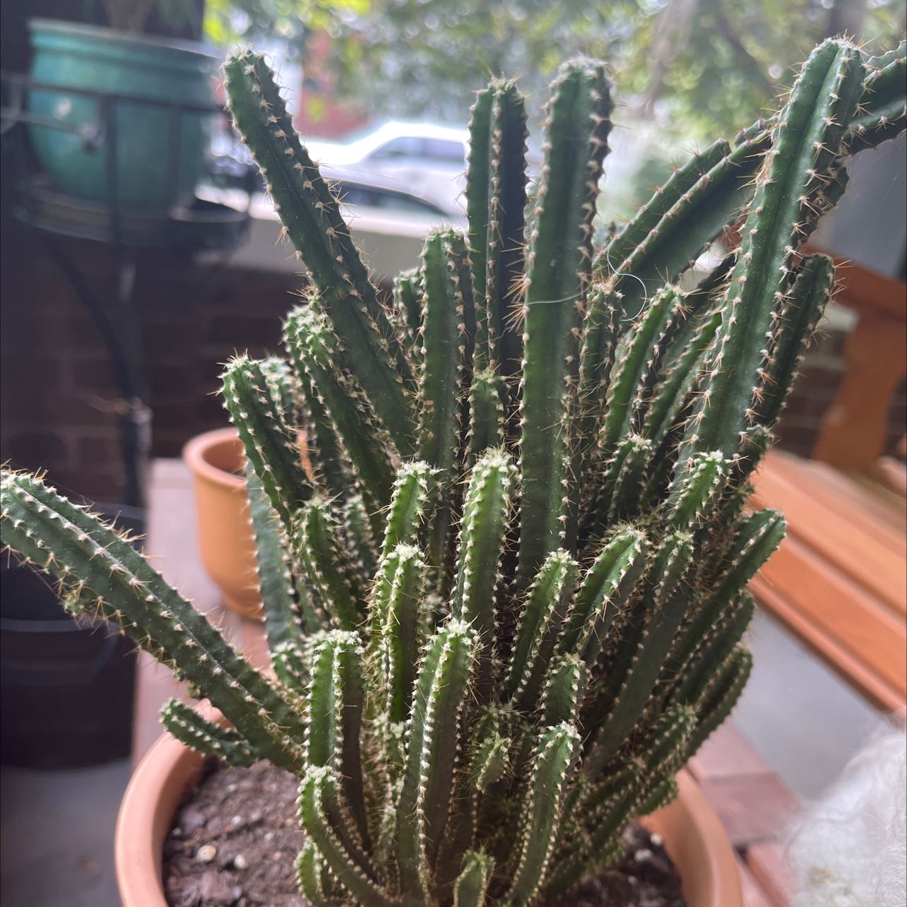 Lady-Finger Hedgehog Cactus in a pot with visible soil, well-framed and in focus.