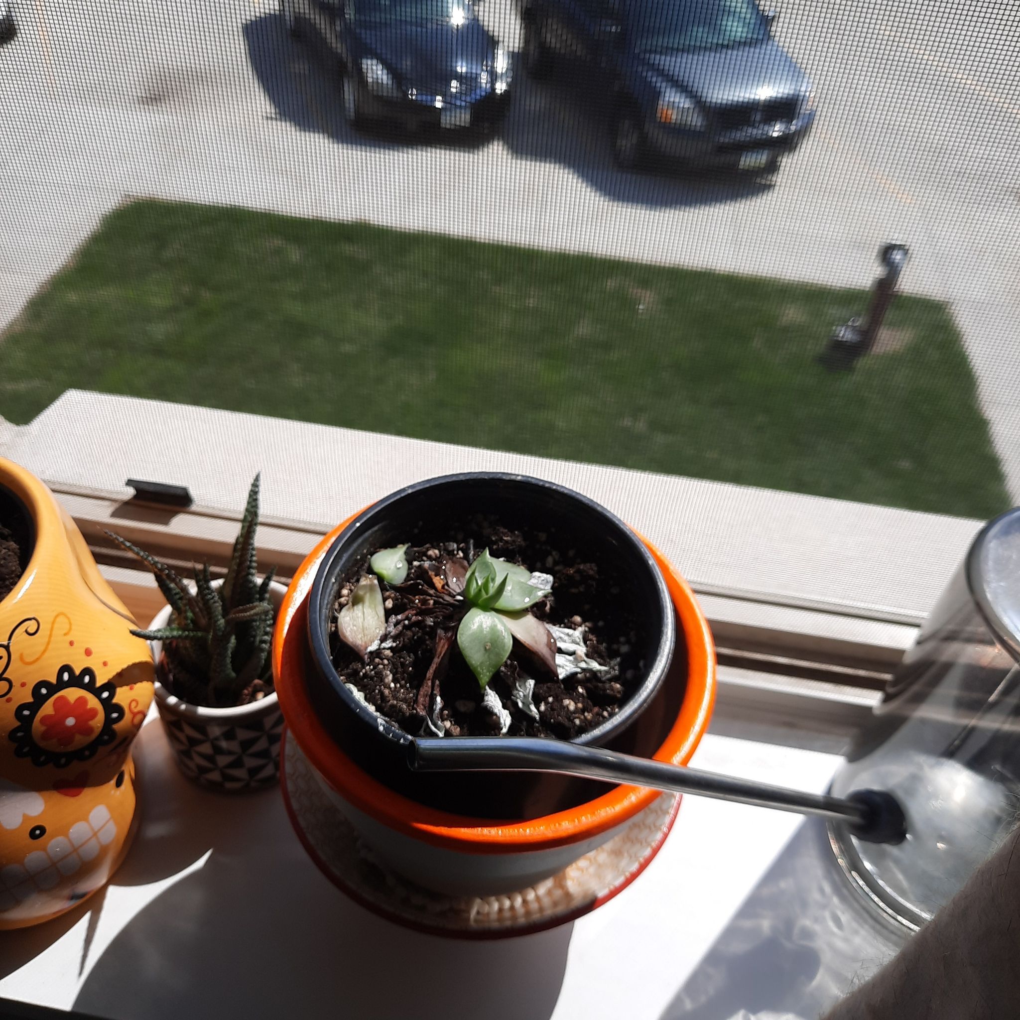 Photo of the plant species Echeveria Tolucensis by @FourstarPawpaw named Flo on Greg, the plant care app