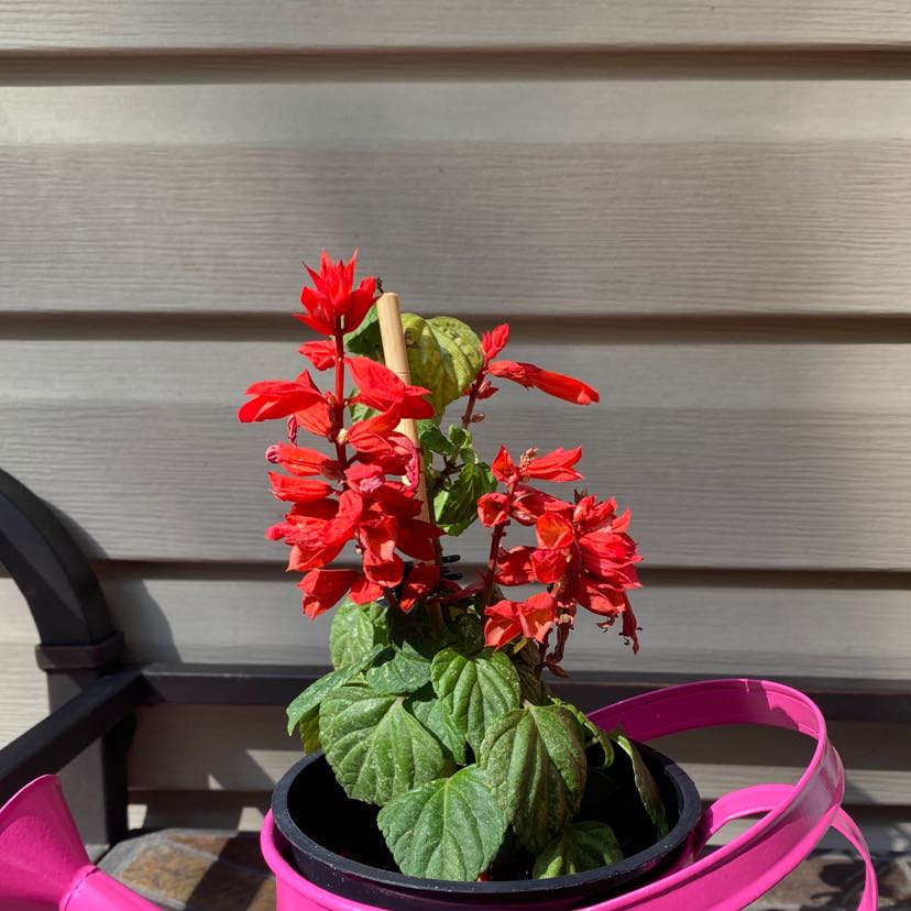 Scarlet Sage plant with red flowers in a pot, pink watering can nearby.