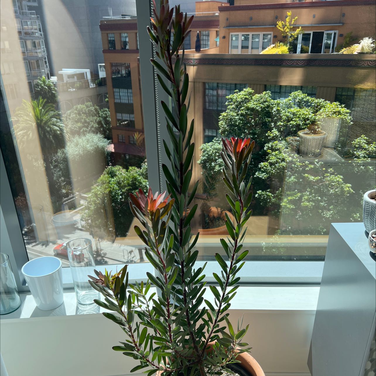 Photo of the plant species Leucadendron 'Pom Pom' by @grosen named Your plant on Greg, the plant care app