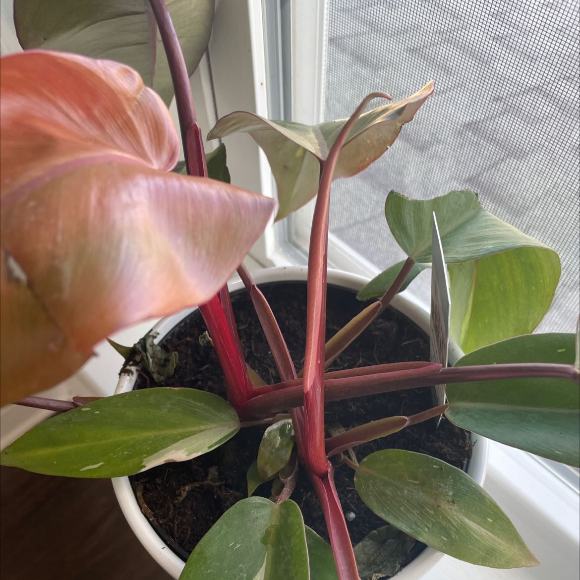 Photo of the plant species Blushing Philodendron by @GladCowpea named Your plant on Greg, the plant care app