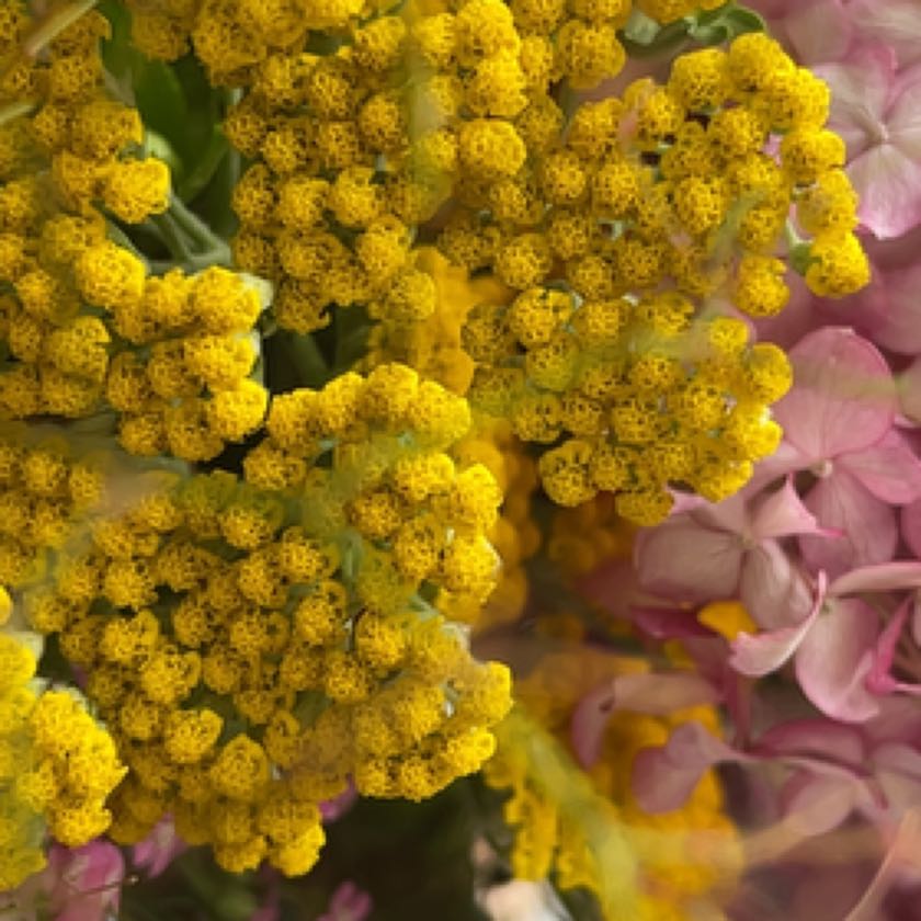 Italian Strawflower uploaded to the Greg plant app by @BossCamellia