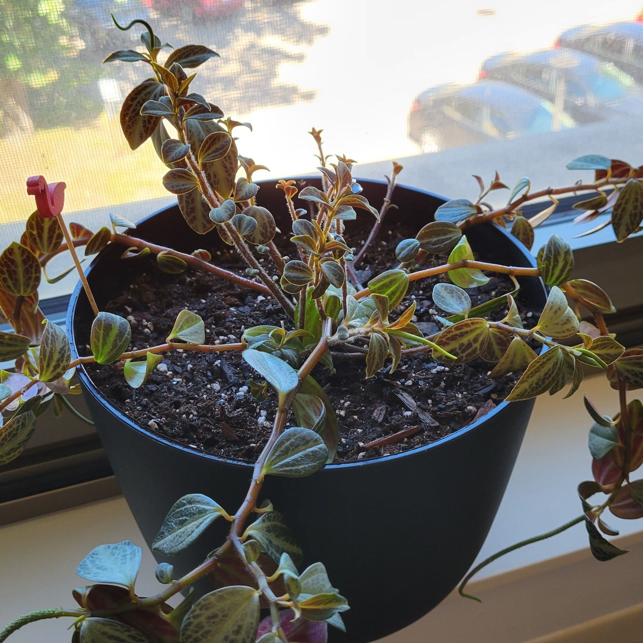 Photo of the plant species Peperomia trinervis by @EsteemedLantana named Francine on Greg, the plant care app