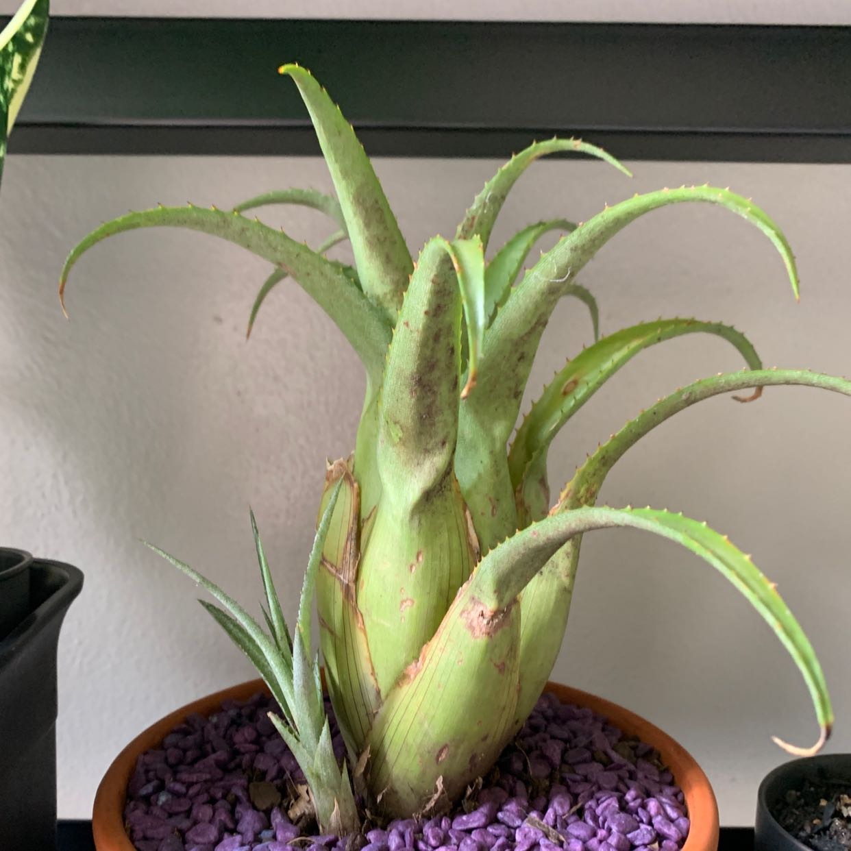 Photo of the plant species Aechmea recurvata by @DoughtyCat named Your plant on Greg, the plant care app