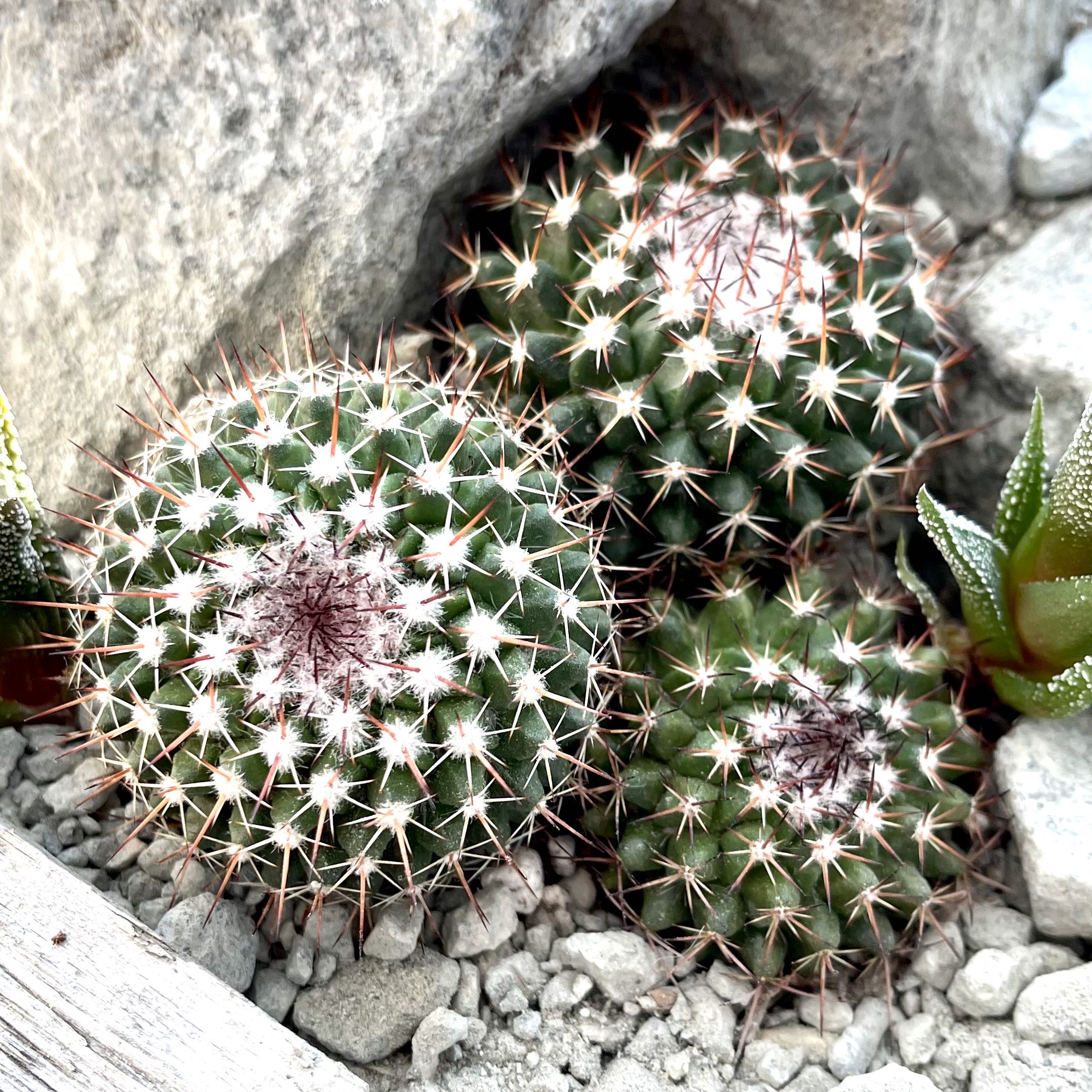 Photo of the plant species Mammillaria Formosa by @Hazonmeister named McKinley on Greg, the plant care app