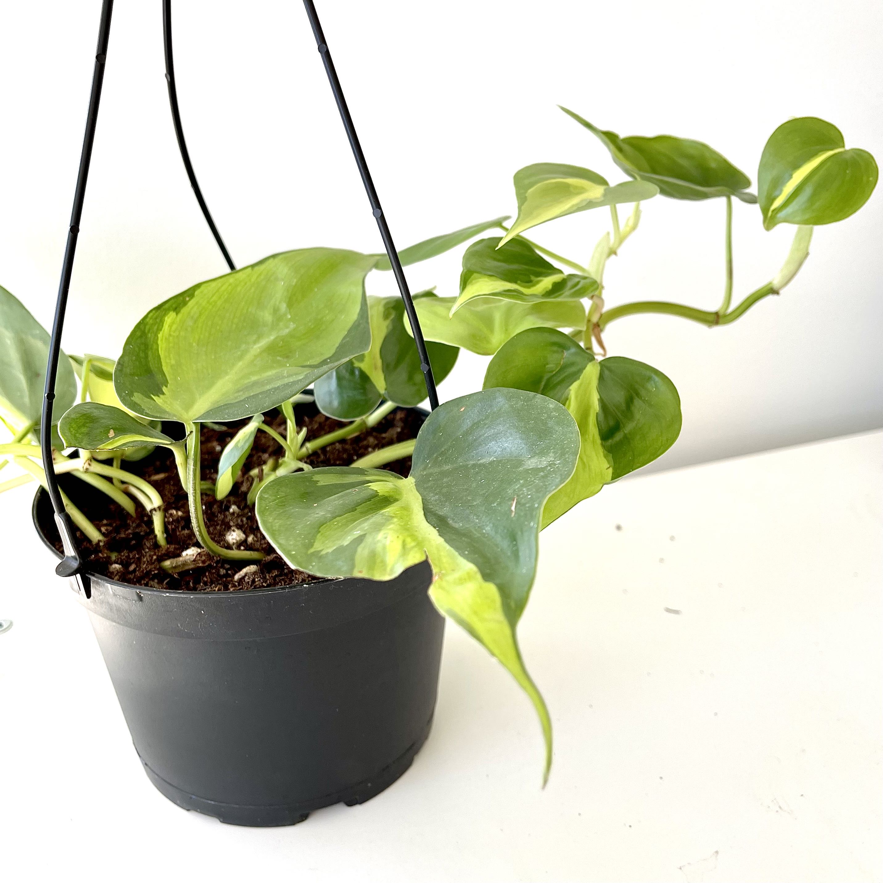 Photo of the plant species Philodendron Brasil by @Hazonmeister named Pelé on Greg, the plant care app