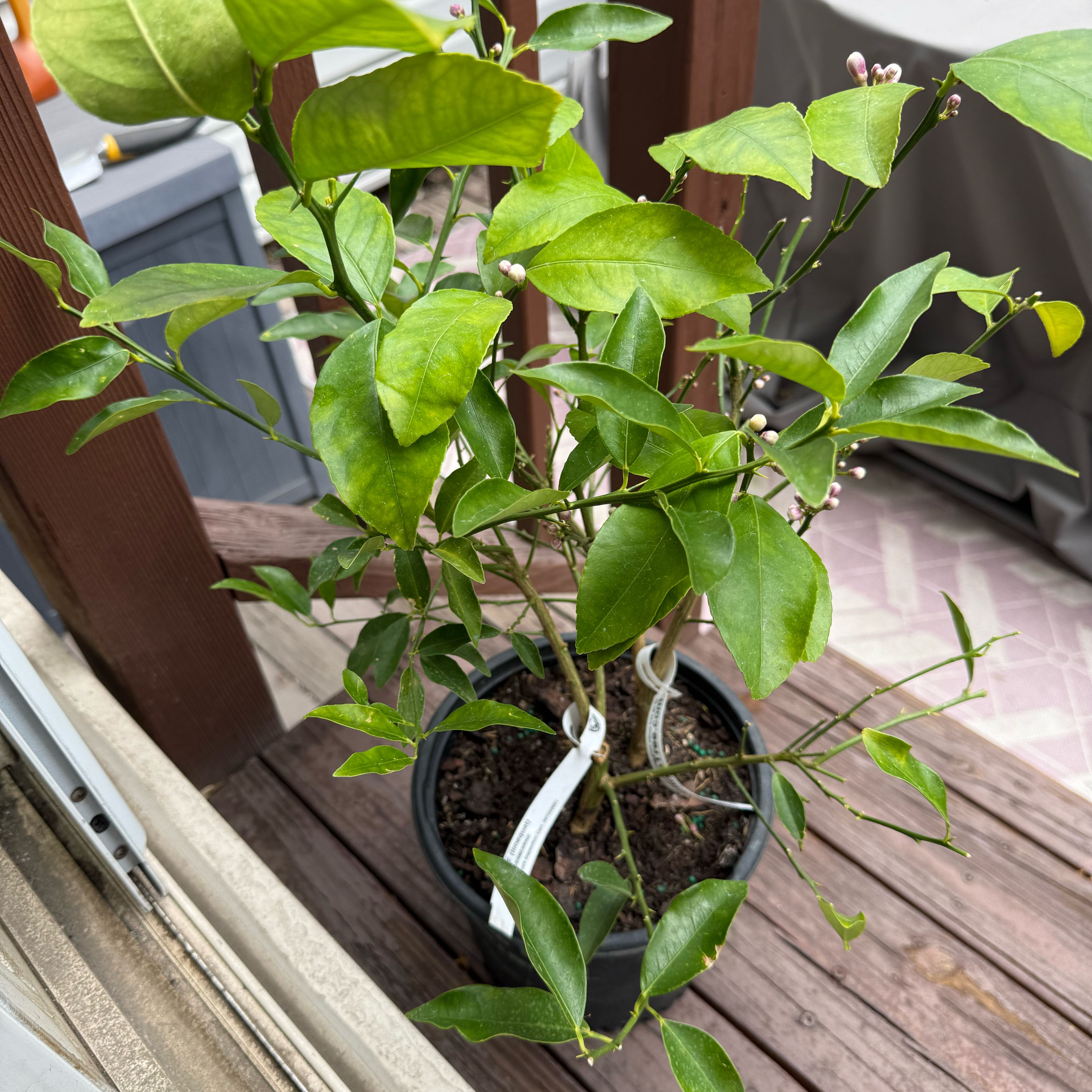 Photo of the plant species Citrus 'Cocktail' by Elizabeth named Nithin on Greg, the plant care app