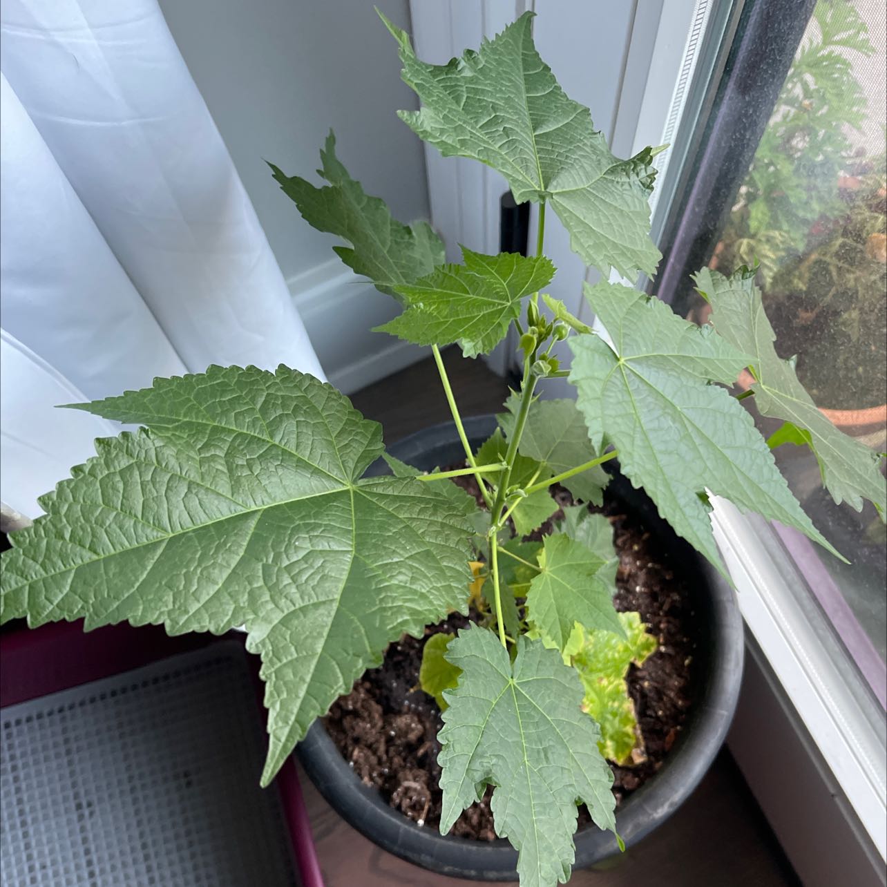 Photo of the plant species Mountain Maple by @RegalShallot named Maple Mac on Greg, the plant care app