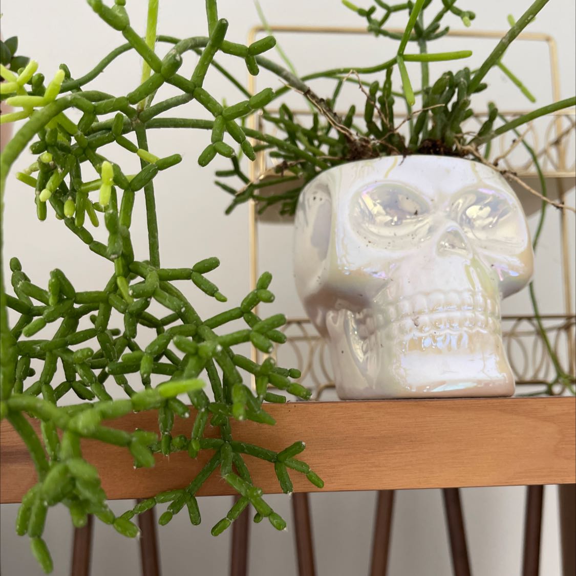 Photo of the plant species Dancing Bones by @SmashingRedsage named Jerry Garcia on Greg, the plant care app