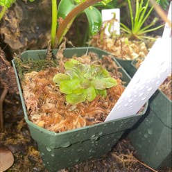 Pinguicula ehlersiae plant