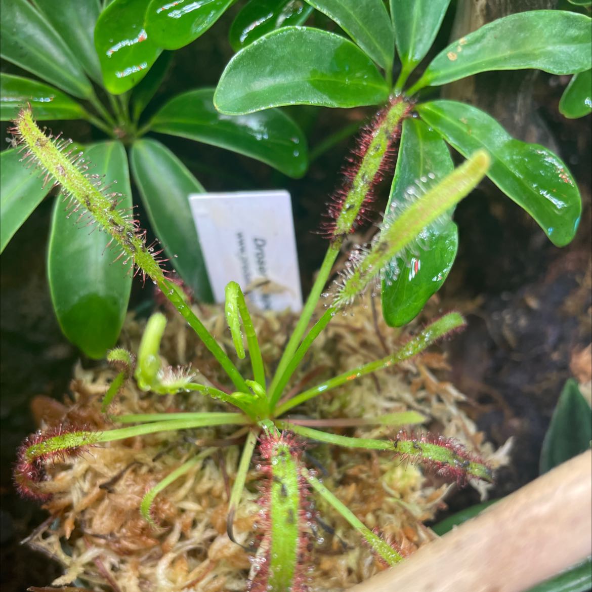 Photo of the plant species Drosera capensis 'Bot River' by @Jake_kwap named Your plant on Greg, the plant care app