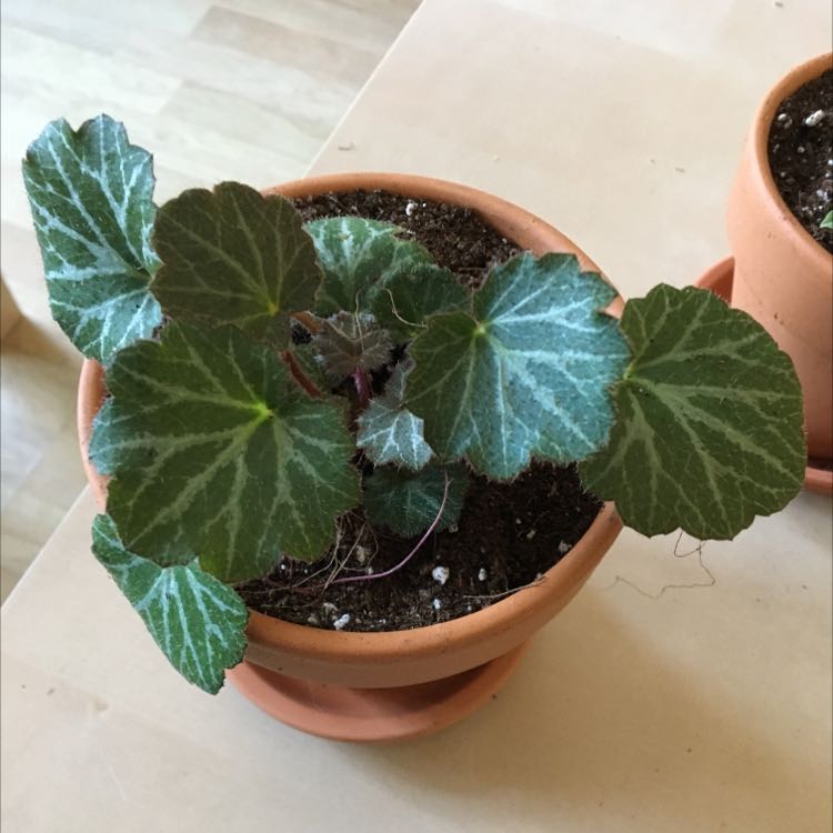 Photo of the plant species Strawberry Begonia by @SlinkyTomato named Fraisinette on Greg, the plant care app