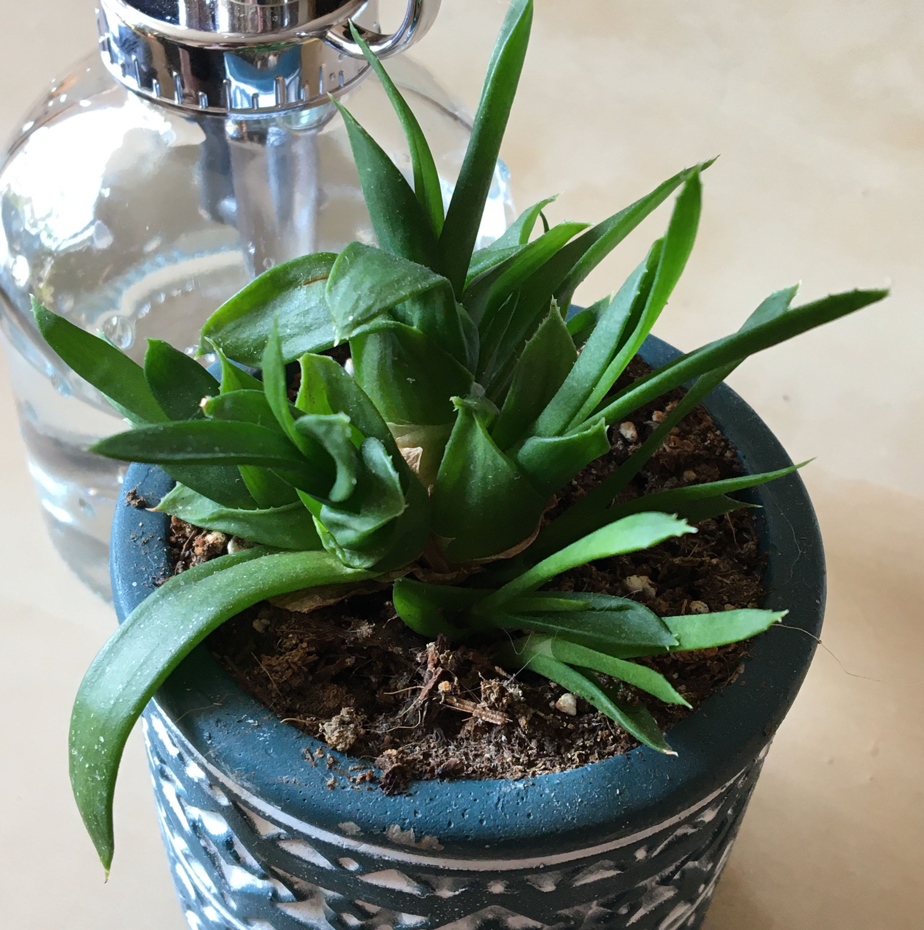 Photo of the plant species Haworthia pentagona by @SlinkyTomato named Number 5 on Greg, the plant care app
