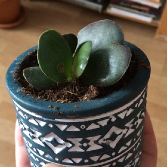 Photo of the plant species Adromischus trigynus by @SlinkyTomato named Rocky on Greg, the plant care app