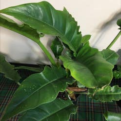 Philodendron Narrow Tiger Tooth plant