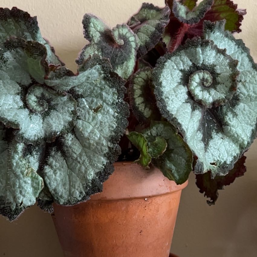 Rex Begonia 'Escargot' plant in a terracotta pot with spiral-patterned leaves.