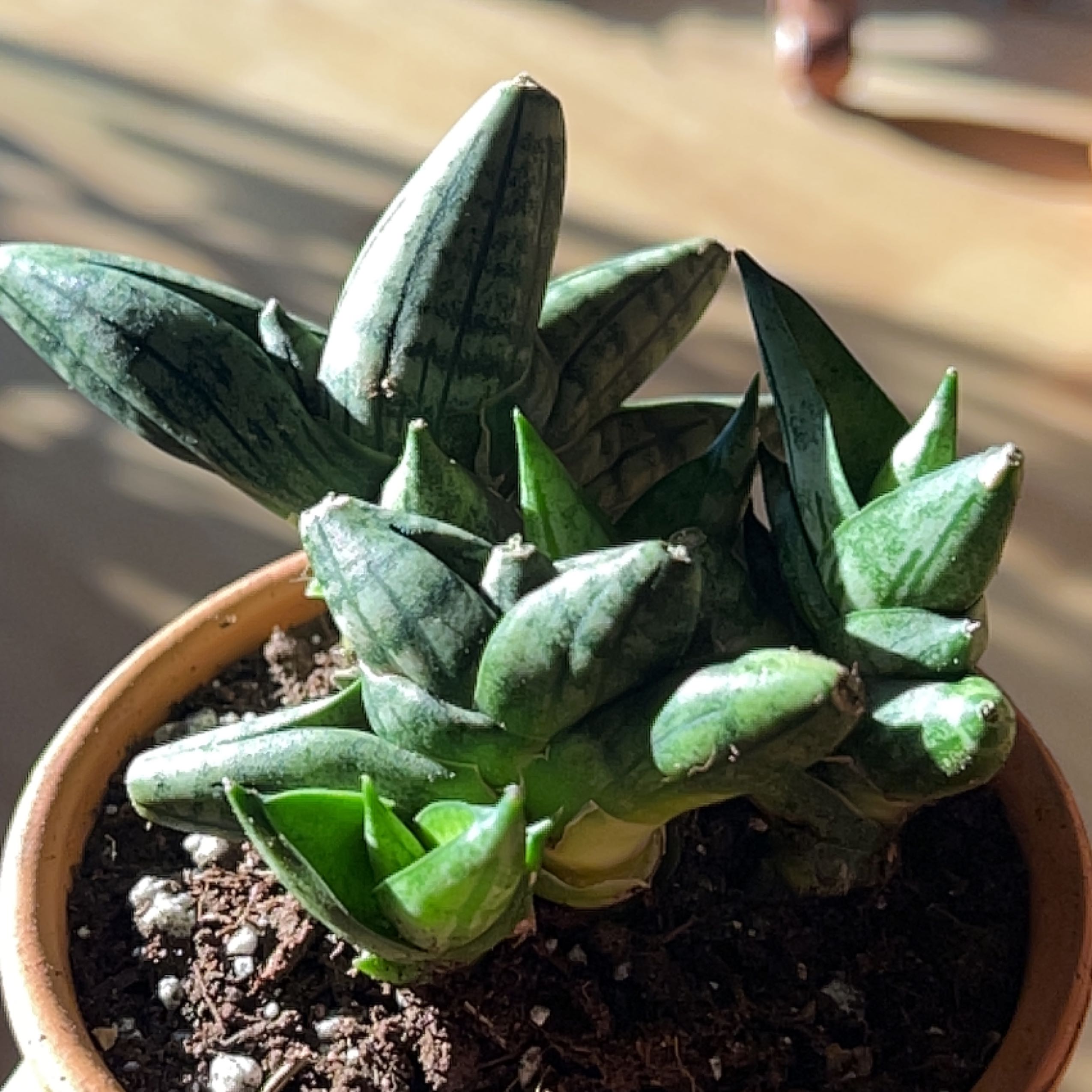 Variegated Starfish Snakeplant in a pot with visible soil, well-framed and in focus.