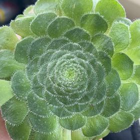Photo of the plant species Flat-Topped Aeonium by @SlinkyTomato named Jericho on Greg, the plant care app