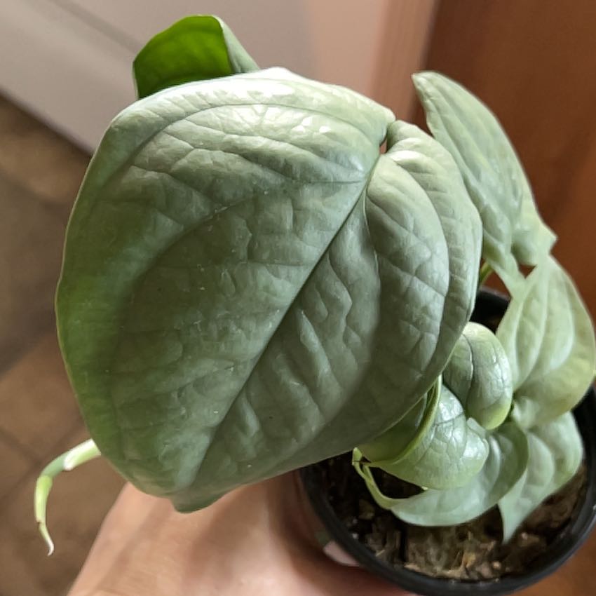 Potted Amydrium 'Spider Man' plant with large, healthy green leaves.