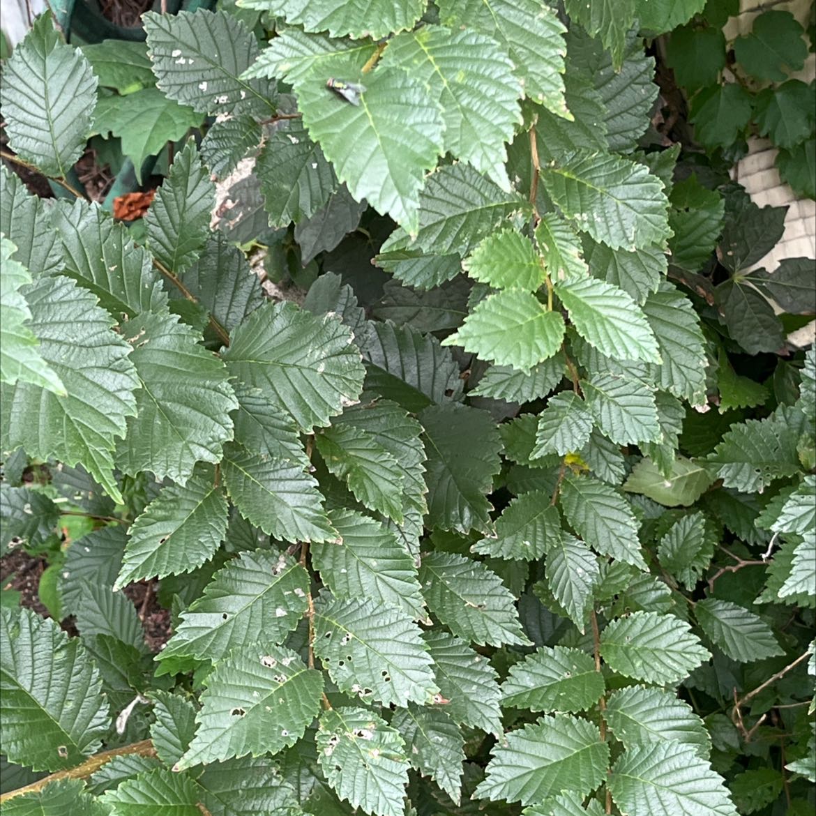 Plant care for Allee Lacebark Elm on Greg, the plant care app