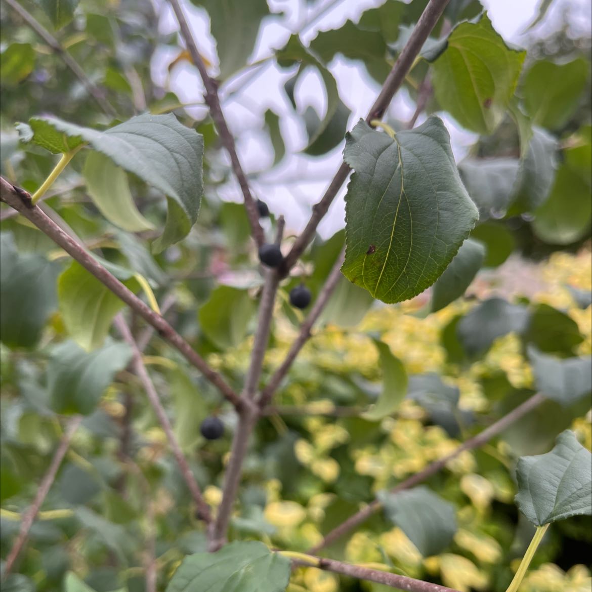 Common Buckthorn plant with green leaves and small dark berries, well-framed and in focus.
