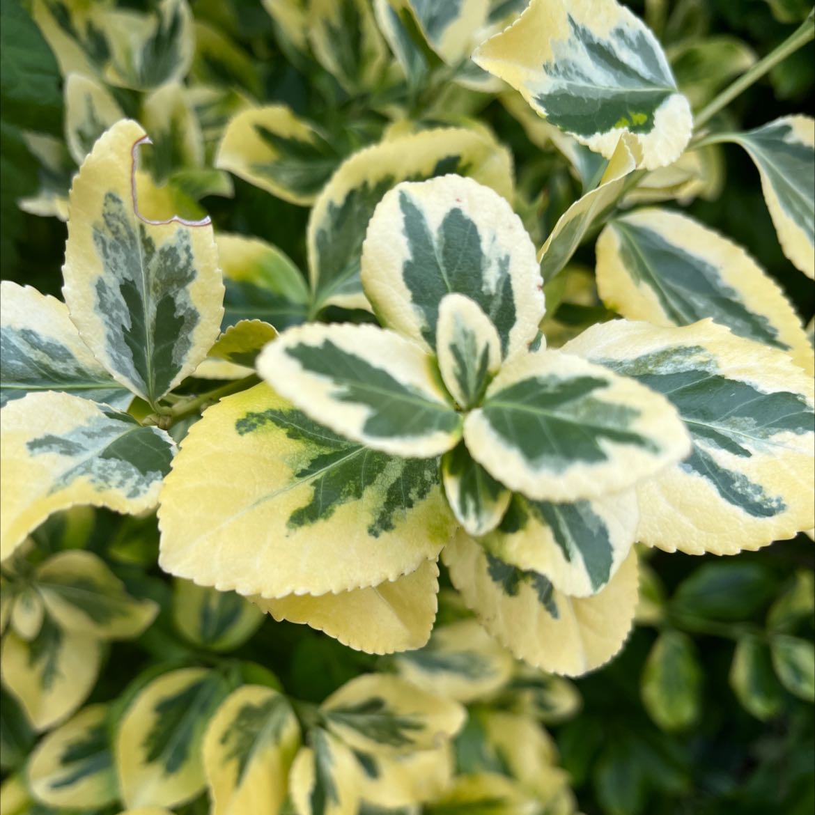 Close-up of a Japanese Spindle plant with variegated green and yellow leaves.
