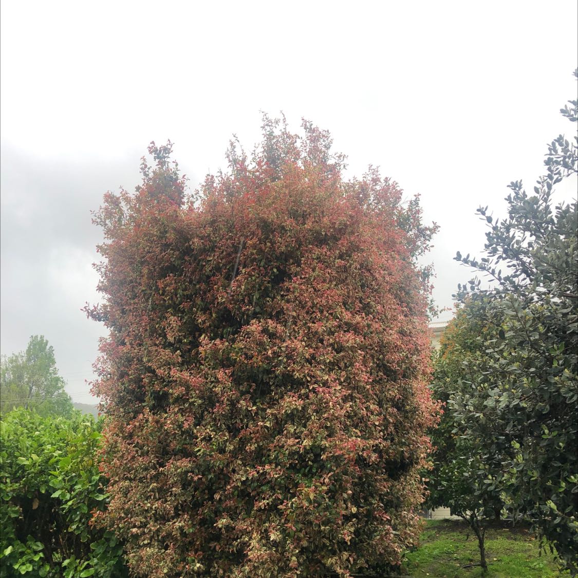 A large, bushy Scarlet Firethorn plant with dense, reddish foliage.