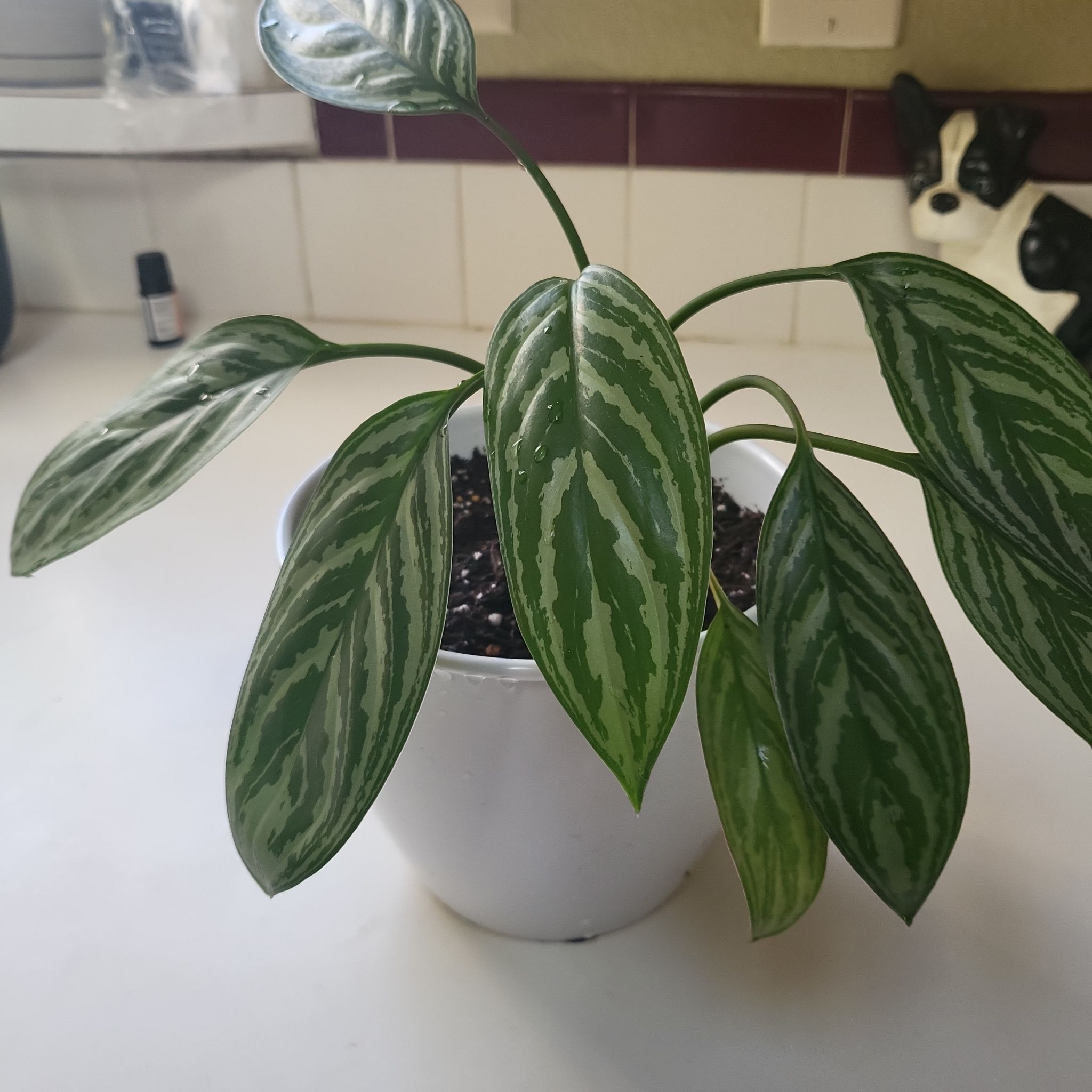 Photo of the plant species Painted Drop Tongue by @JSanchezxxi named Aglaonema Chinese Evergreen on Greg, the plant care app
