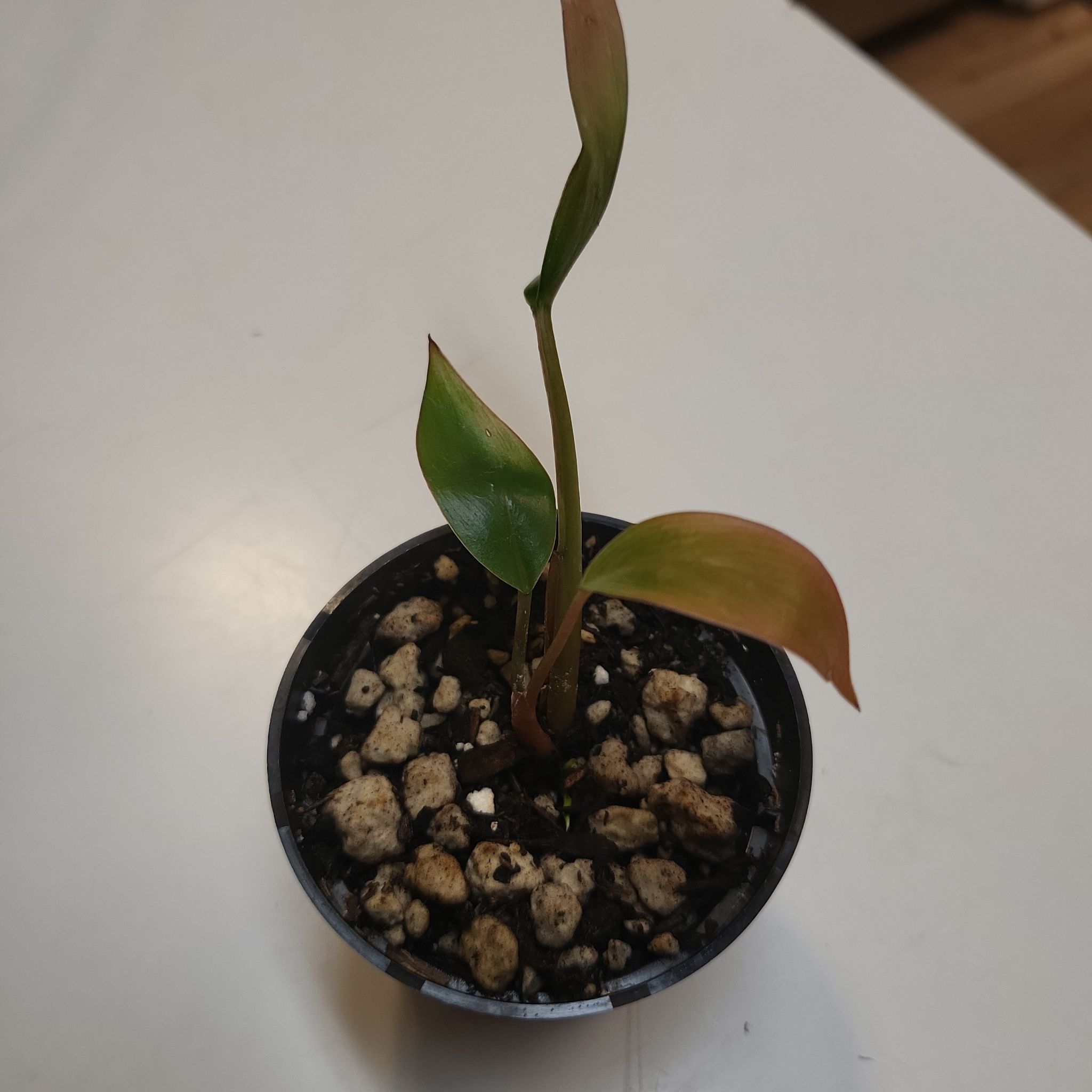 Photo of the plant species Philodendron Ruby by @JSanchezxxi named Philodendron Ruby on Greg, the plant care app