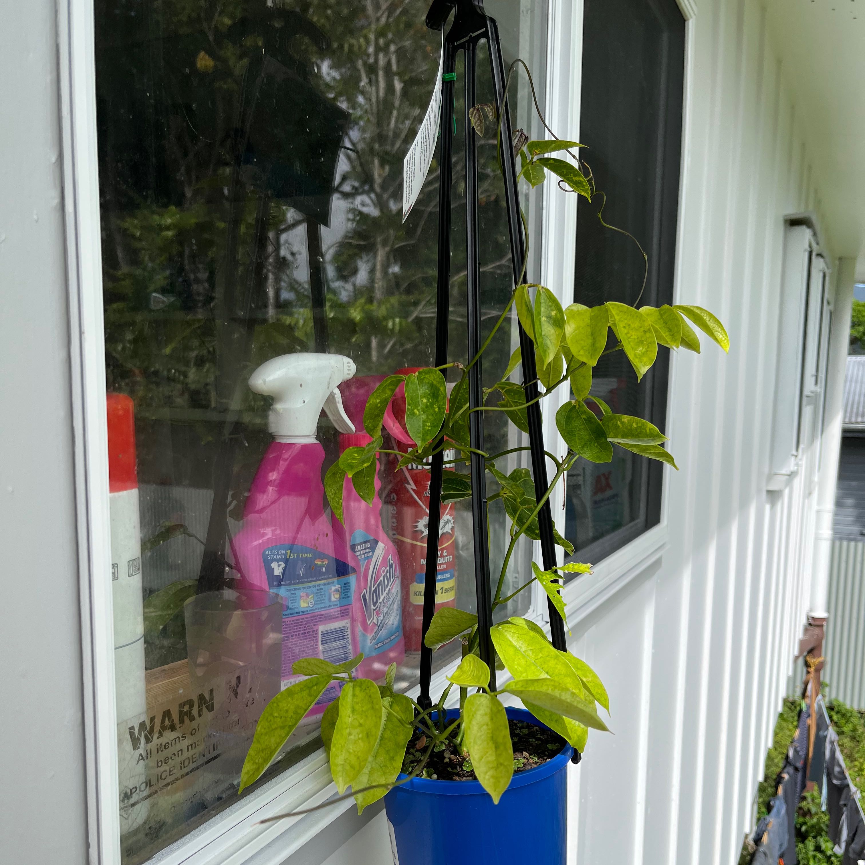 Photo of the plant species Turquoise Jade Vine by @TiptopMirabilis named Deedee on Greg, the plant care app