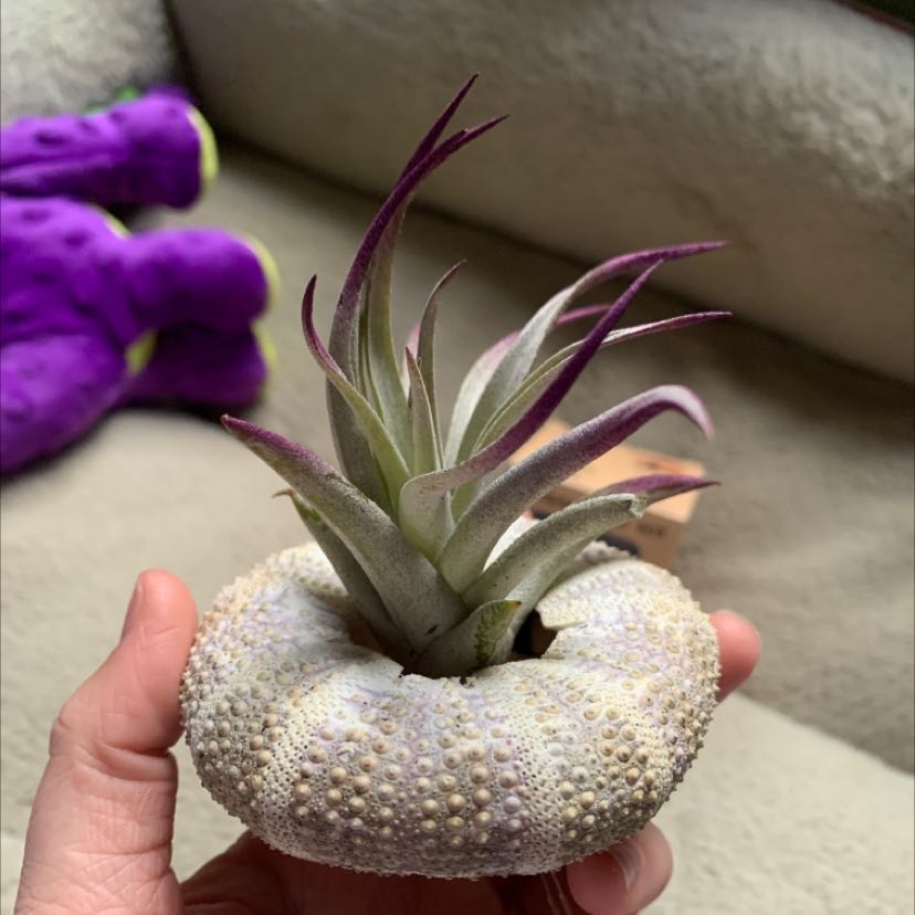 Tillandsia ionantha 'Guatemala' plant in a sea urchin shell, held by a hand.