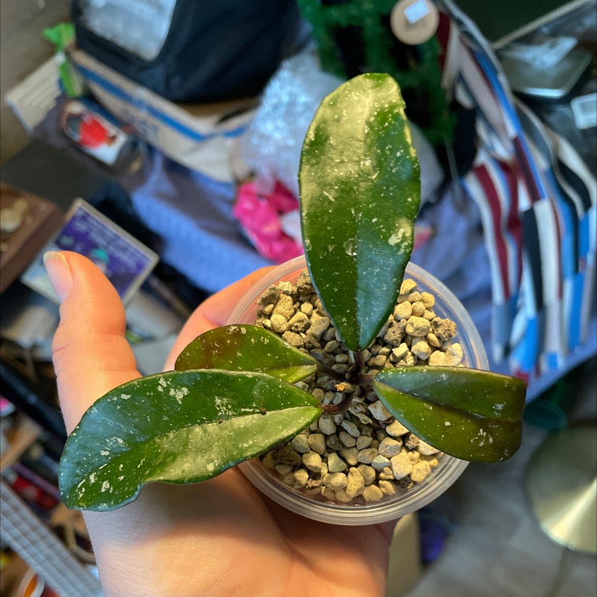 Y2FyZS1wbGFudC1wcm9maWxlL3VzZX